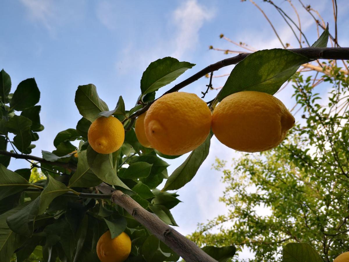 Agriturismo Grecinella Casole dʼElsa Eksteriør bilde