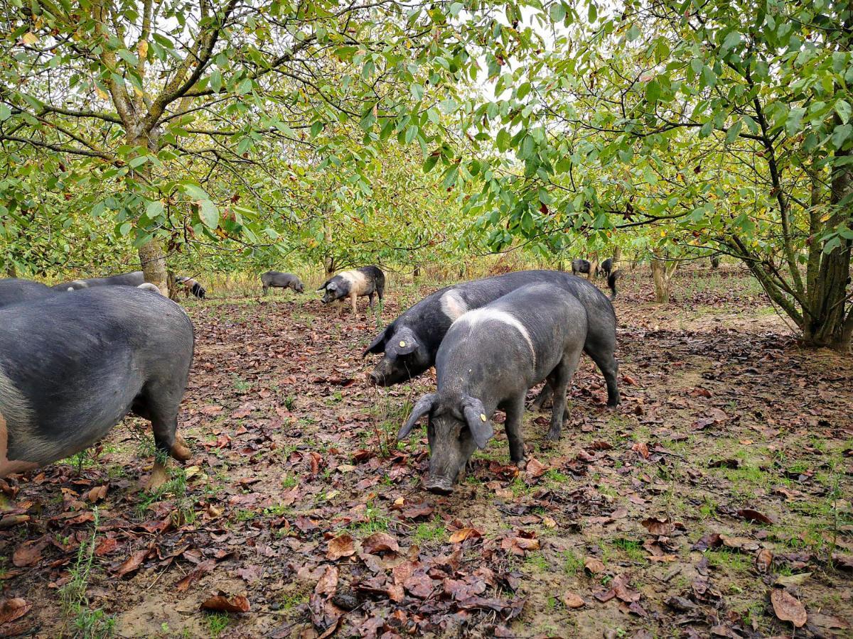 Agriturismo Grecinella Casole dʼElsa Eksteriør bilde