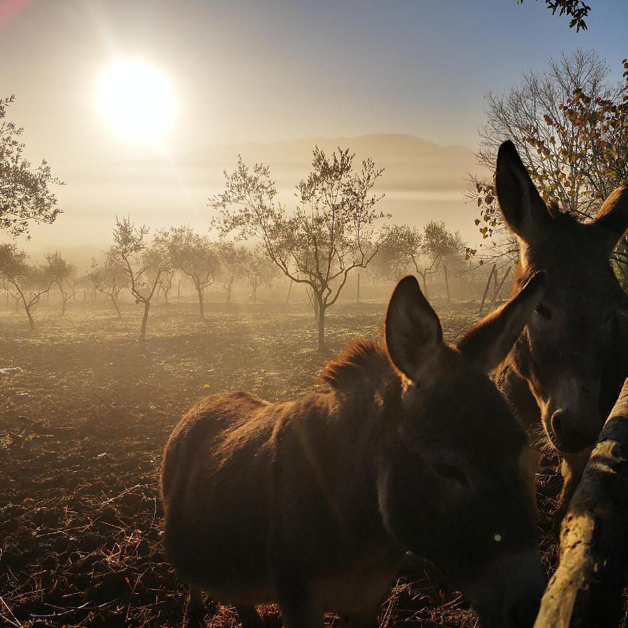 Agriturismo Grecinella Casole dʼElsa Eksteriør bilde
